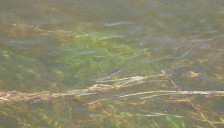 Затопленная трава и рыбки