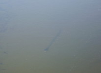 Утонувшее бревно на дне Чуны