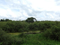 Ясельду окружают заросли и болота