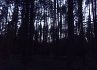 Вечерний лес