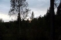 Грозный вечерний лес