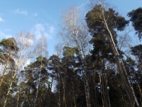 Солнечный Цаговский лес