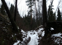 Спуск в лесу