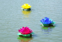 Плавающие цветы