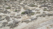 Растительность пустыни