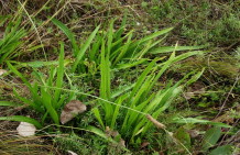 обычная трава, цвет которой напоминает о весне