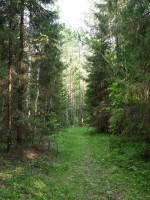 Лес после Сорокина