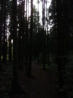 Тёмный лес