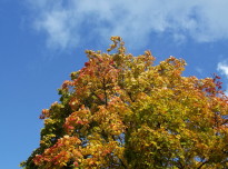 Осень многоцветная