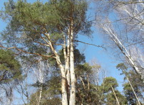 Солнечный Цаговский лес