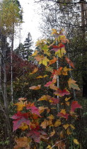 Осень нарядная и разноцветная