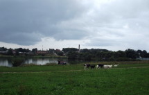 Колхозный пруд. На берегу пасся домашний скот
