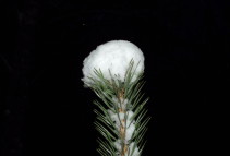 Дерево в снежной шапке