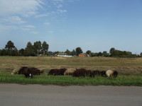 Деревня Пахотино и овцы