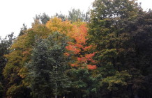 Осень оранжево-красно-зелёная