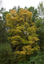 Осень золотисто-зеленоватая