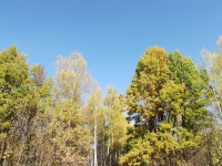 Красивейшая осень (Рязанская обл.)