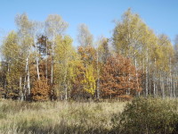 Красивейшая осень (Рязанская обл.)