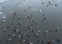 Москва-река, птицы