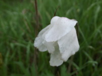 Белый и немного грустный цветок