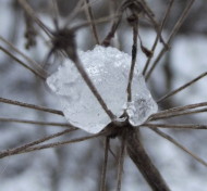 Лёд на растениях